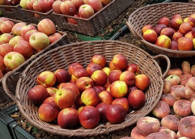 PROLINEA_VAN_FRUIT_LEGUME_SITUATION